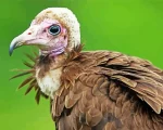 Hooded Vulture Bird Paint by Number