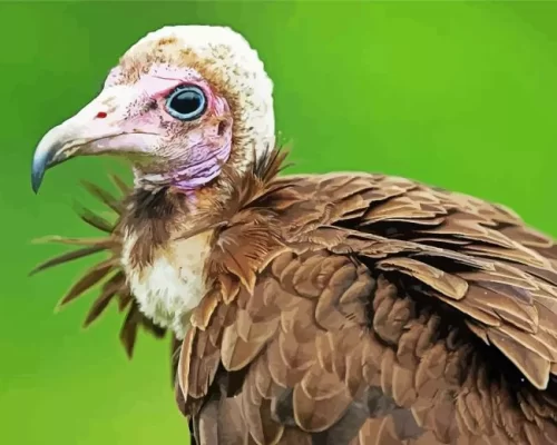 Hooded Vulture Bird Paint by Number