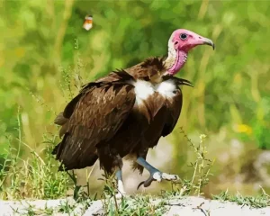 Hooded Vulture Art Paint by Number