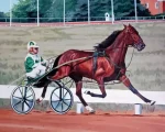 Standardbred Horse Animal Paint by Number