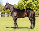 Standardbred Paint by Number