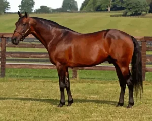 Aesthetic Standardbred Horse Paint by Number