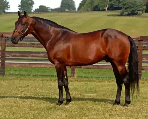 Aesthetic Standardbred Horse Paint by Number