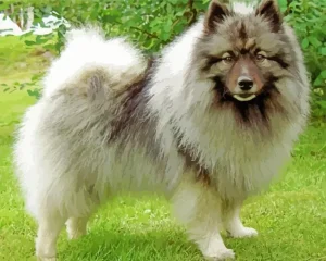 Cute Keeshond Puppy Paint By Numbers