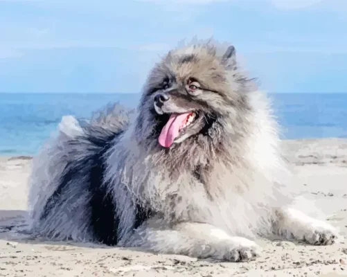 Keeshond Dog Art Paint By Numbers