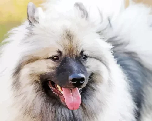 Keeshond Dog Paint By Numbers