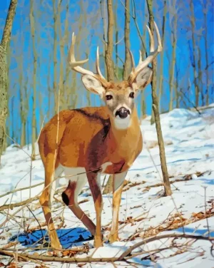 Male White Tailed Deer Paint By Numbers