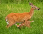 White Tailed Deer Doe And Fawn Paint By Numbers