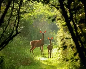 White Tailed Deers And Forest Paint By Numbers
