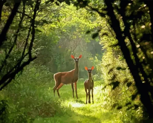 White Tailed Deers And Forest Paint By Numbers